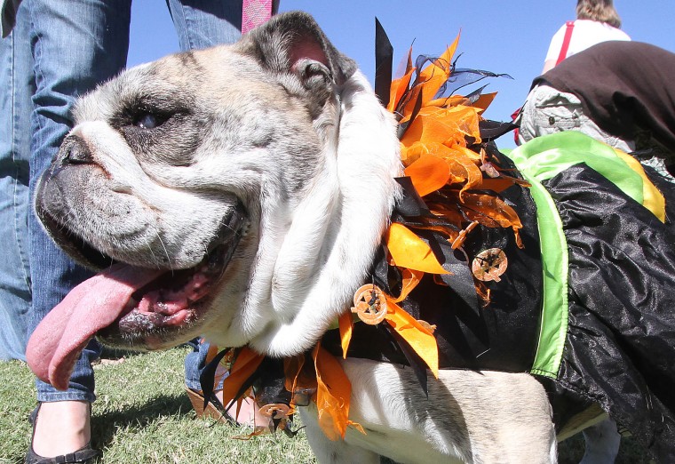 Barktoberfest